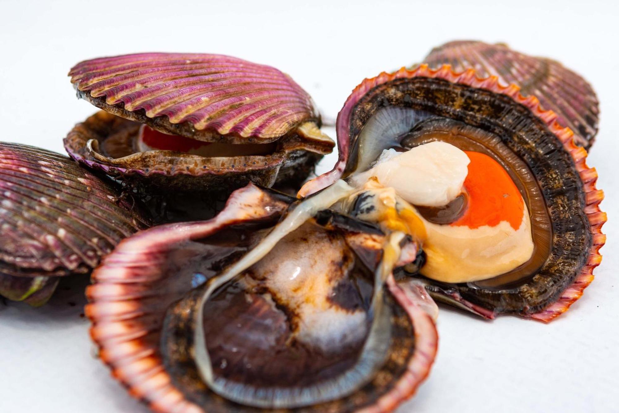 Hotel Paracas, A Luxury Collection Resort, Paracas Bagian luar foto Scallops
